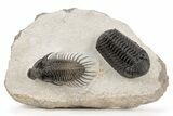 Nice Spiny Comura Trilobite With Morocops #214403-1